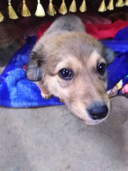 Отдам щенка девочку в добрые руки