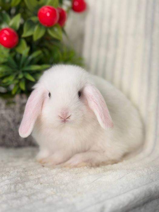 Декоративные Кролики Карлик Баран. Кролик