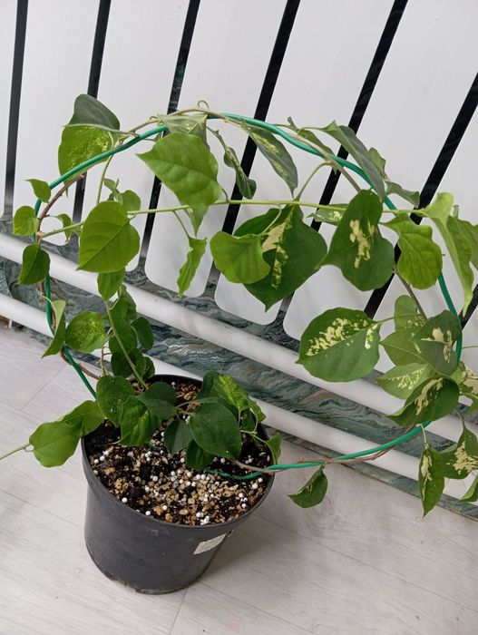 Бугенвиллия взрослое растение