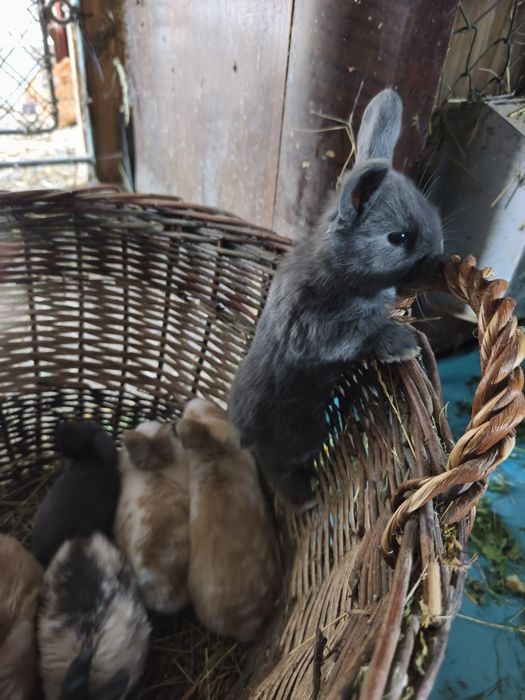 Iepurasi pitici de 1 lunã