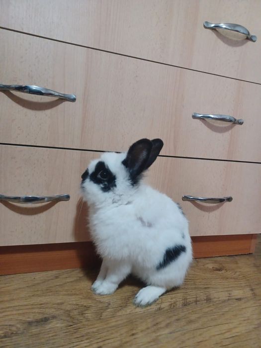 Iepure cap de leu pitic de casă