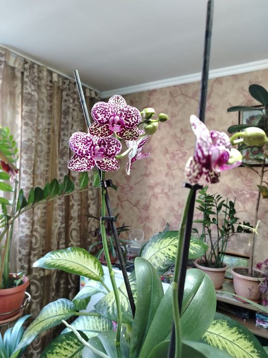 Продаю комнатный цветок