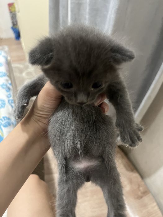 отдам котят бесплатно