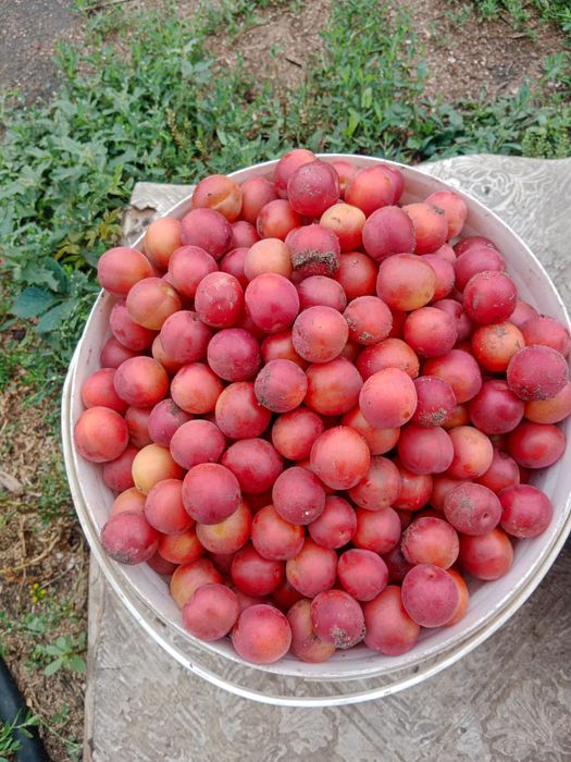 Продам дачу пкст краснопартизанское