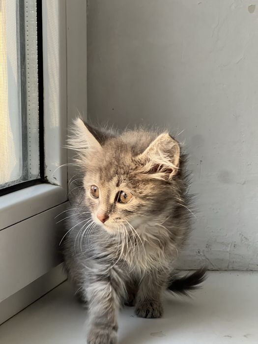 Котенок 1 сесяц