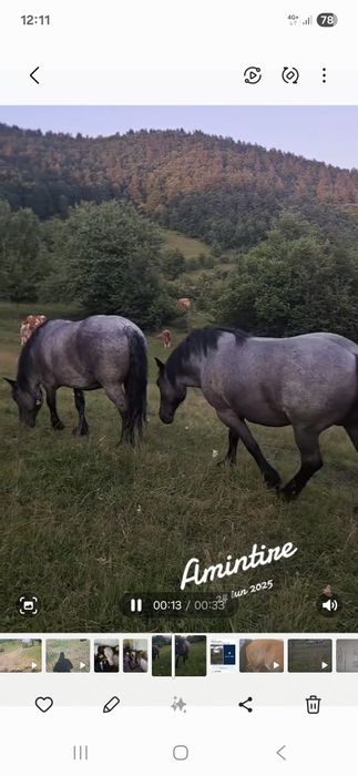 Trei iepe de vânzare două din ele au mânzuca