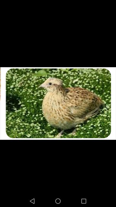 Перепела семьями