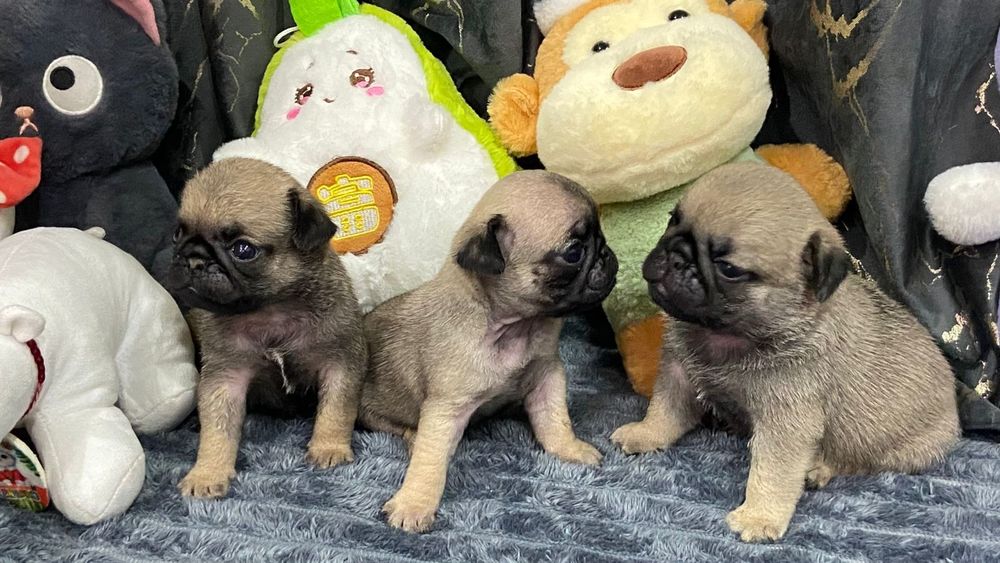 Очаровательные щенки мопса.