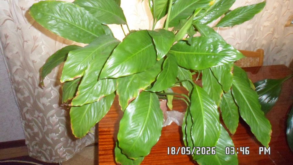 Продам домашнии комнатные цветы.