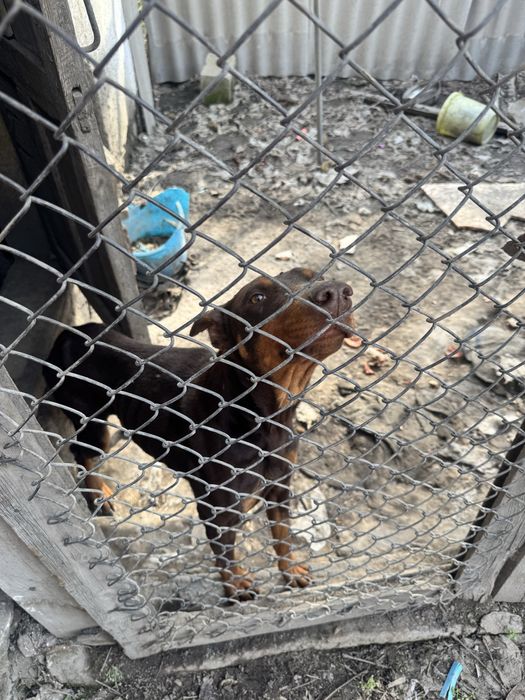 Продам добермана