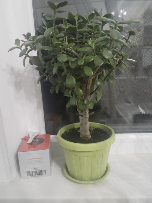 Продам комнатные растения