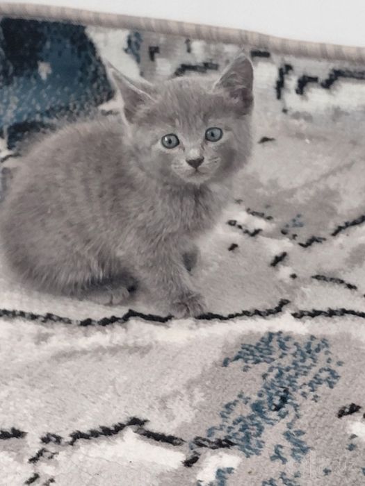 Британская кошка