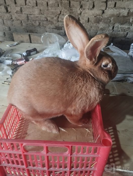 Quyonla sotiladi optim keliwtirib beriladi