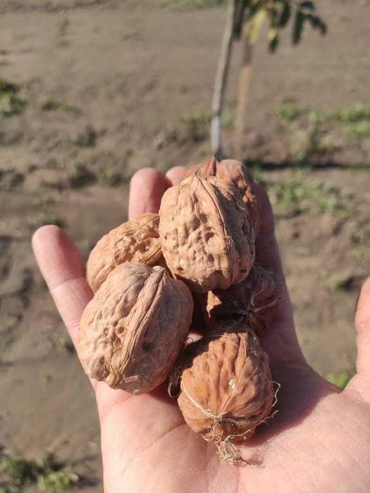 Nuc Carpatica, Marele Moldovenesc Nuc Chandler livrare prin curier diverse soiuri de aluni