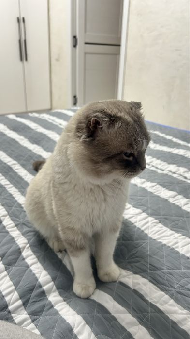 Кот ищет себе девушку