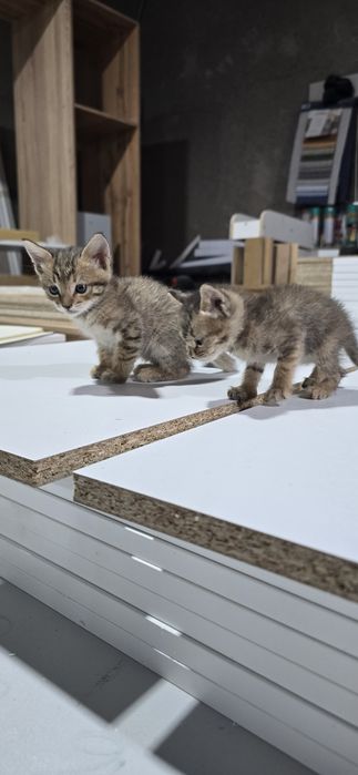 Котёнок.марғау .