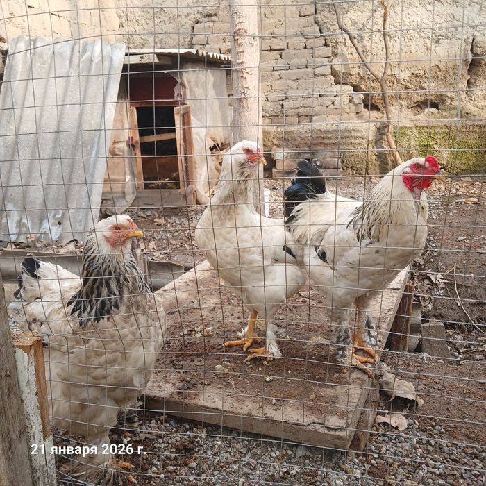 Товуклар брама..