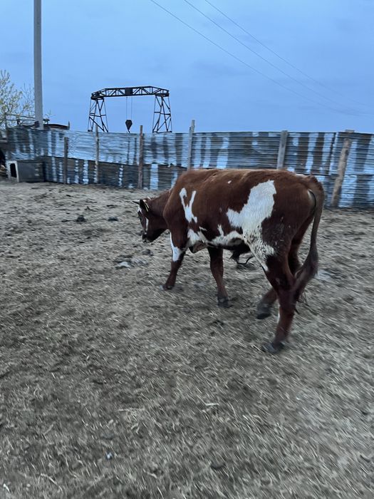 Продаются бычок и телка