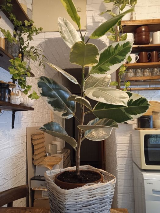 Продам фикус 85 см высота