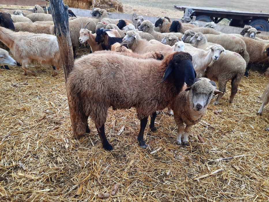 Berbeci rasa Carabas