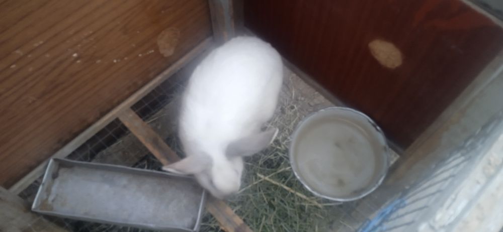 Продаётся кролик полувеликан