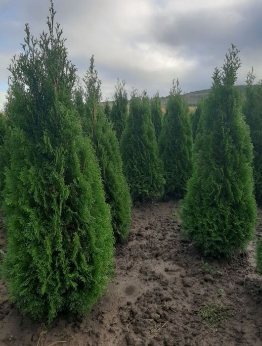 Tuia smarald columnaris leylandii, gard viu, Magnolia / Mesteacăn / te