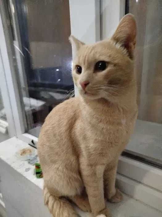 Кот рыжий в добрые руки (кастрирован)