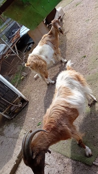 Capre și iezi de vânzare