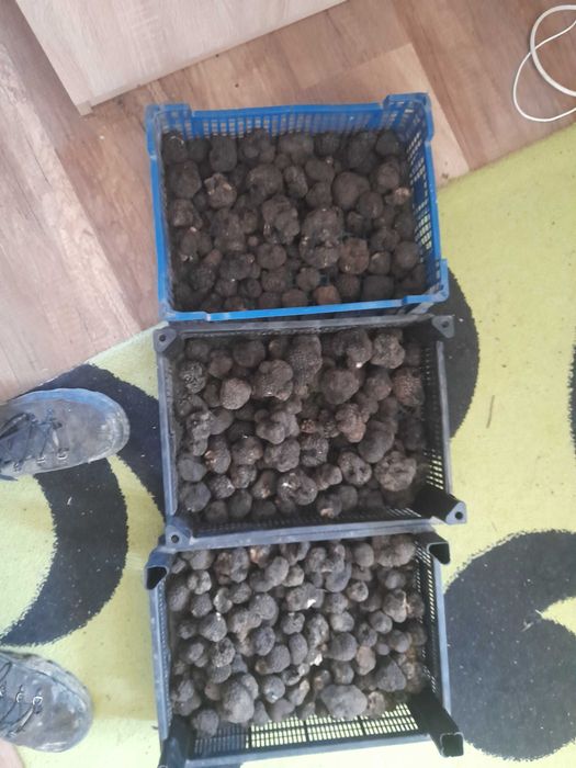 Trufe proaspete culese recent