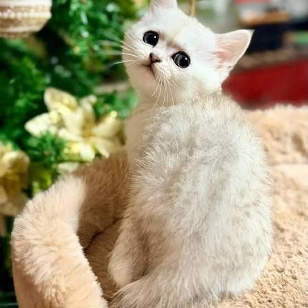 Котята Скоттиш Страйт и Скоттиш Фолд