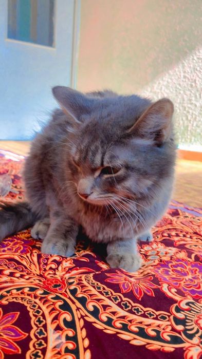 Zoddor mushuk sotiladi 1 yosh