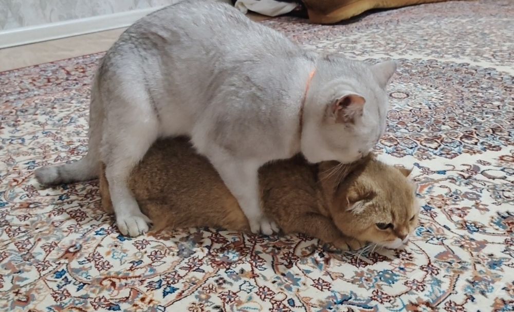 Вязка кота серебристый Шин шыла