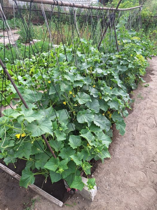 Продам дачу на Бобровке