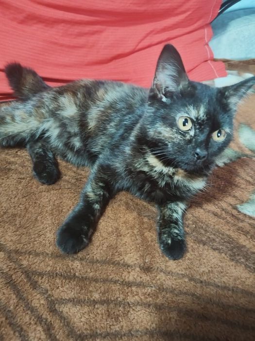 Отдам котенка девочку