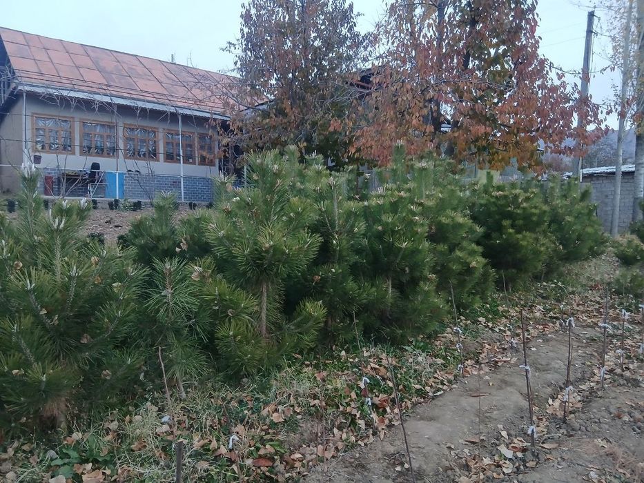 Продаются саженцы деревьев