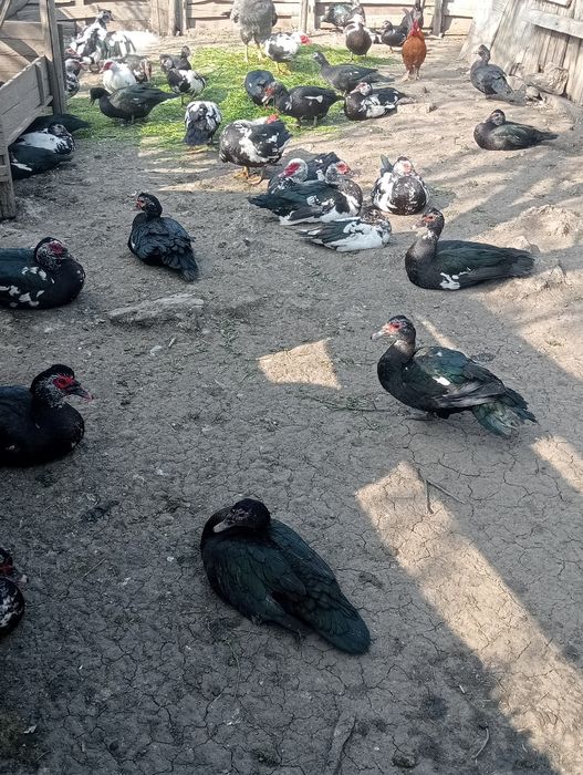 Rate mute și rățoi tineri
