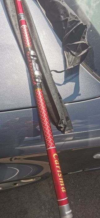 Bologneză  baracuda 6m