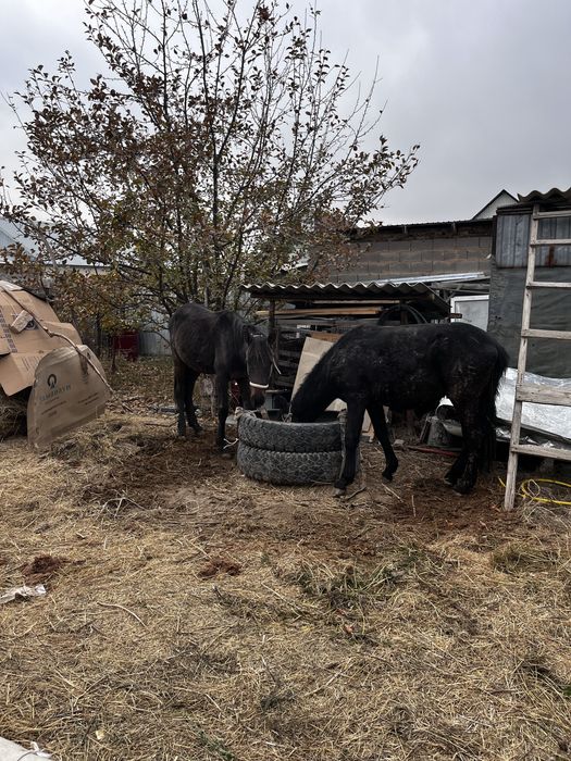 Продам лошадь две штуки