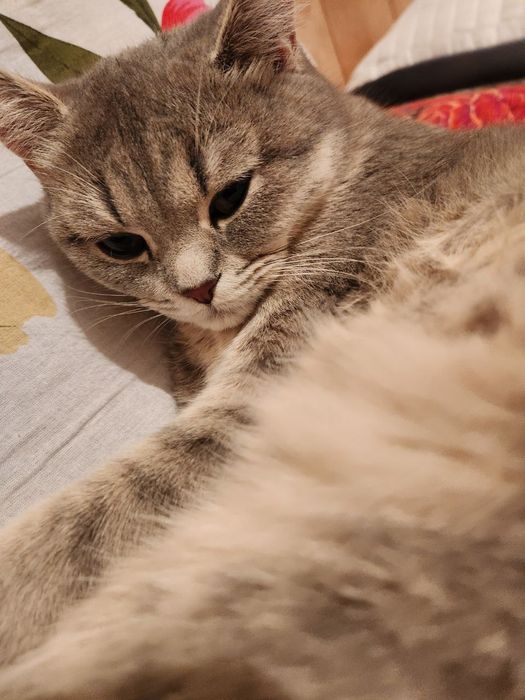 Zotli Mushuklar Tayyor Juftlap Qo'yilgan