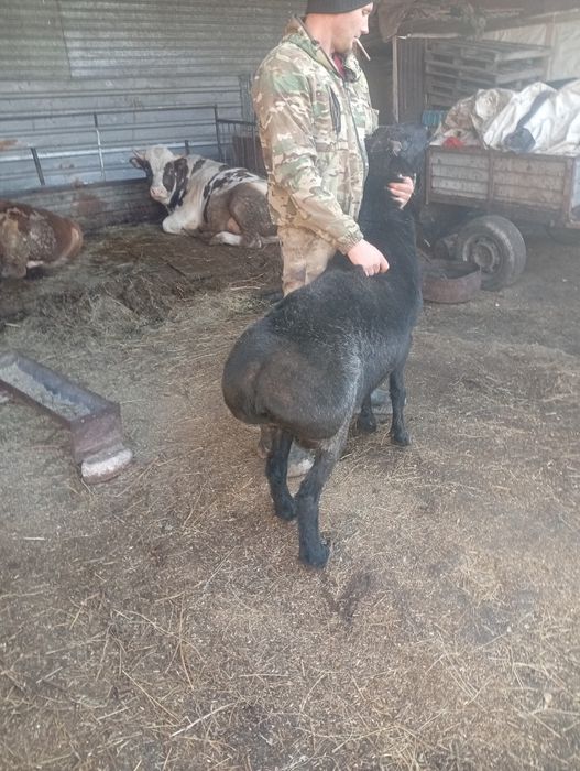 Продам барана эльдибай