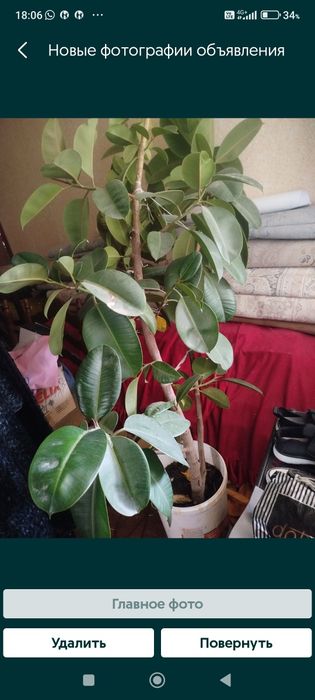 Фикусы, олеандры , денежный