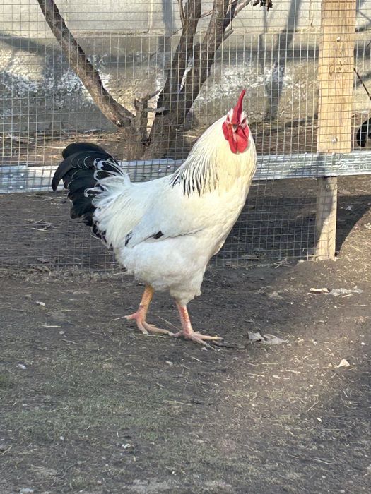 Петух Адлер Серебристый