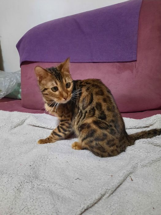 Бенгальские кошки в Астане