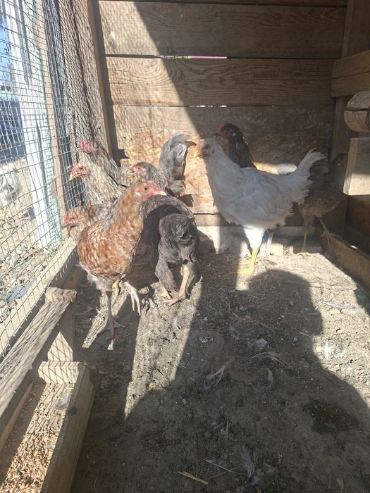 4айлык балапан кораздар сатылады