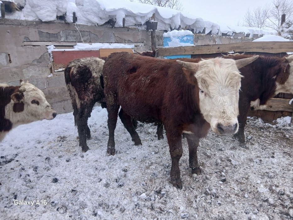 Продам быков оптом