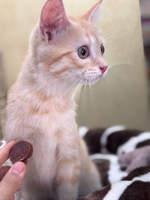 Котенок 5 мес в добрую семью