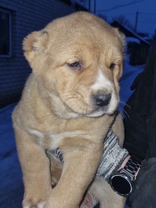 Продам щенков САО.