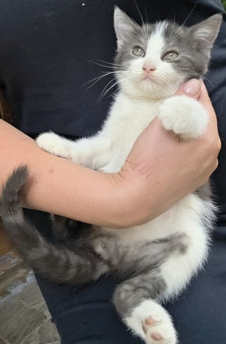 Отдам котят в добрые руки