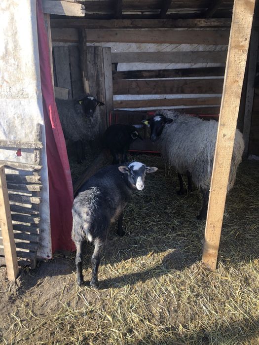 Oi romanov disponibile