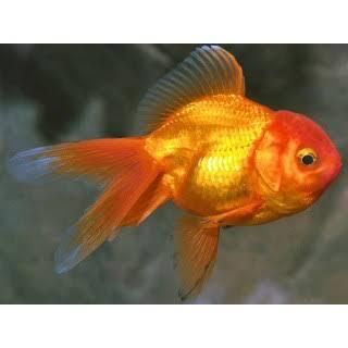 Carasi Oranda/Pesti de acvariu